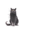Sterilised Ageing 12+ Royal Canin All Breeds Senior Cat Food