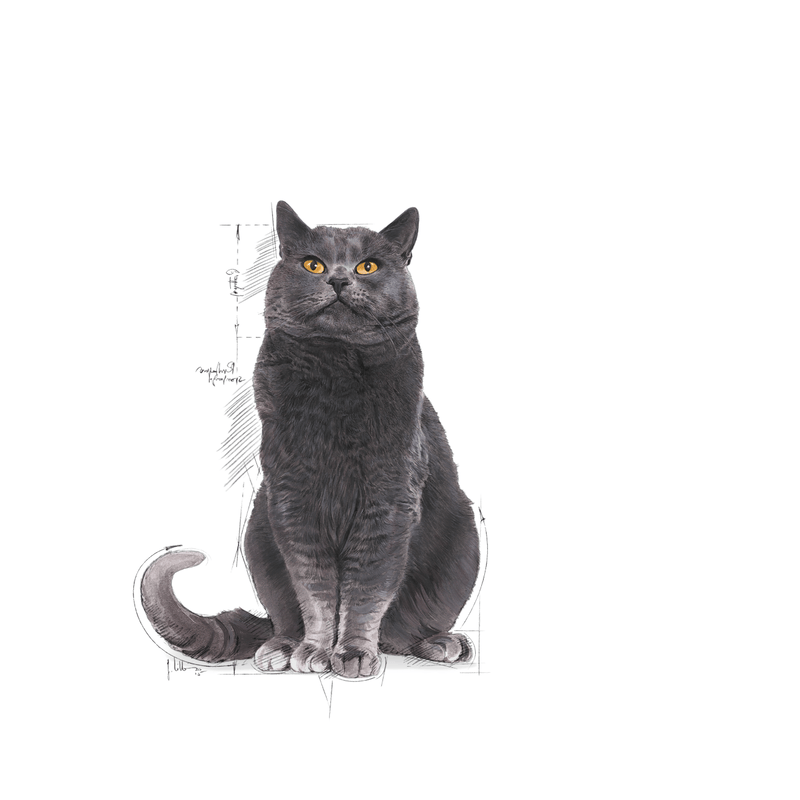 Sterilised Ageing 12+ Royal Canin All Breeds Senior Cat Food
