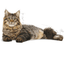 Urinary Care Royal Canin All Breeds Adult Cat Food