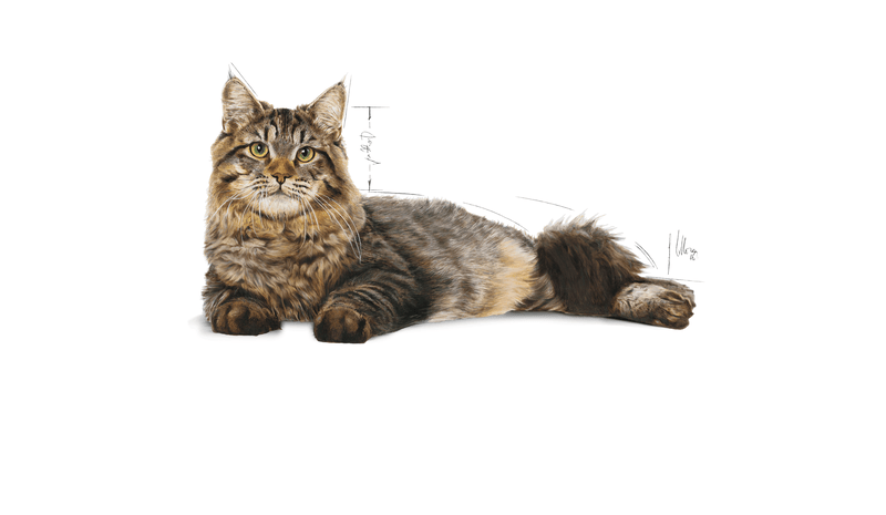 Urinary Care Royal Canin All Breeds Adult Cat Food