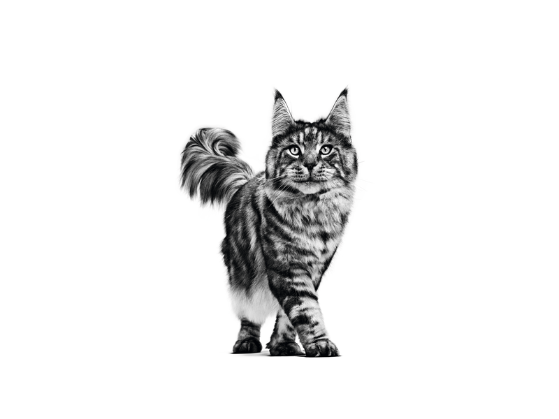 Urinary S/O Royal Canin All Breeds Adult Cat Food